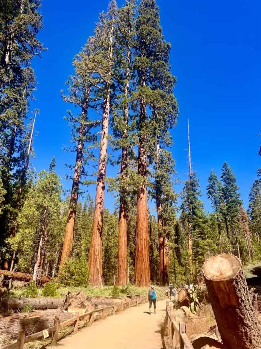 Mariposa Grove of the Sequoias in California