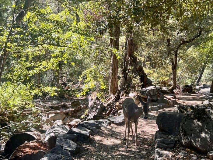 deer on hiking path at Yosemite National Park