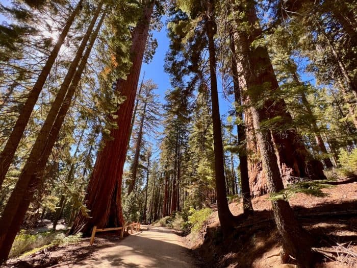 hiking trail  at Mariposa Grove of the Sequoias 