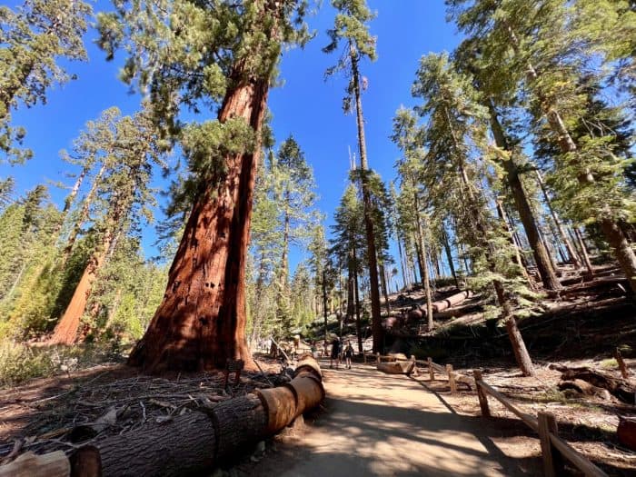 hiking trail at Mariposa Grove of the Sequoias