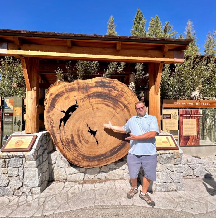 man next to sequoia tree ring at Mariposa Grove