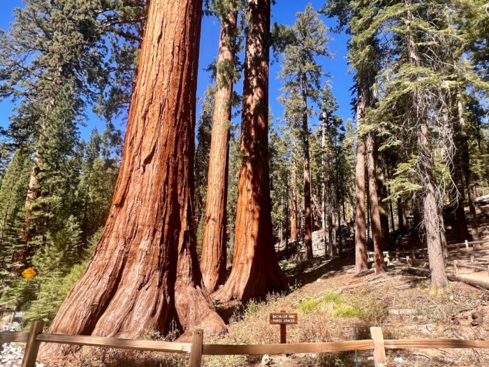 Bachelor and the Three Graces at Mariposa Grove