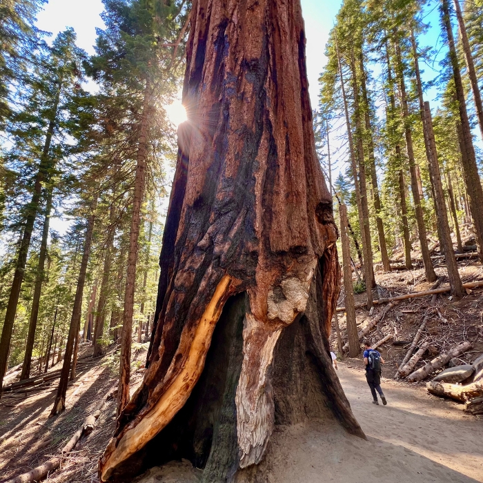 Guide for Visiting Mariposa Grove of Giant Sequoias in Yosemite National Park