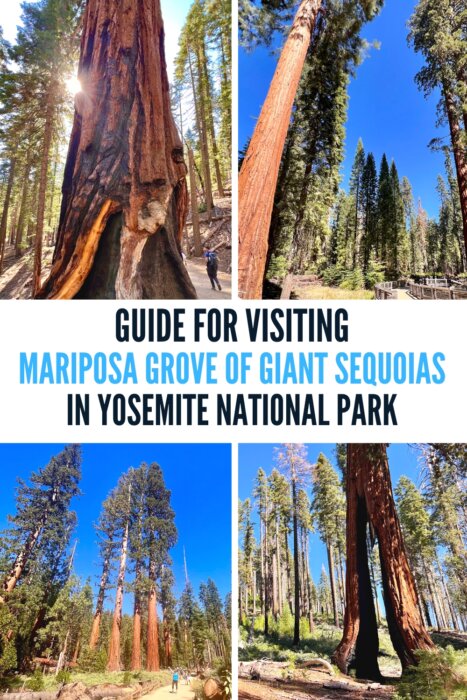 Guide for Visiting Mariposa Grove of Giant Sequoias in Yosemite National Park