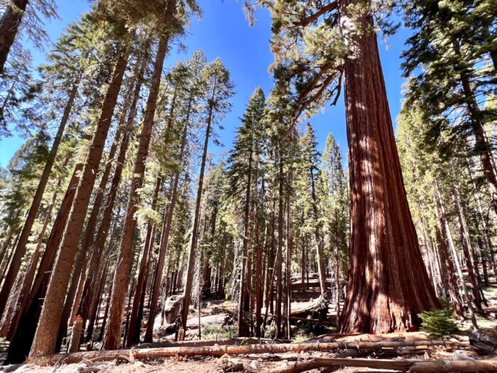 giant sequoia tree at Mariposa Grove 
