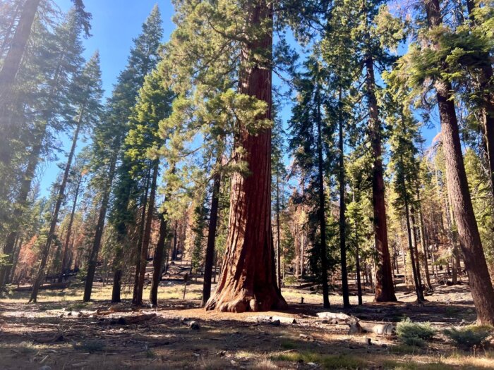 giant sequoia tree at Mariposa Grove 