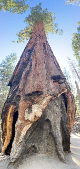 giant sequoia tree at Mariposa Grove