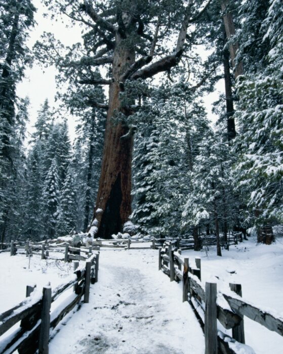 sequoia tree at Mariposa Grove in the winter