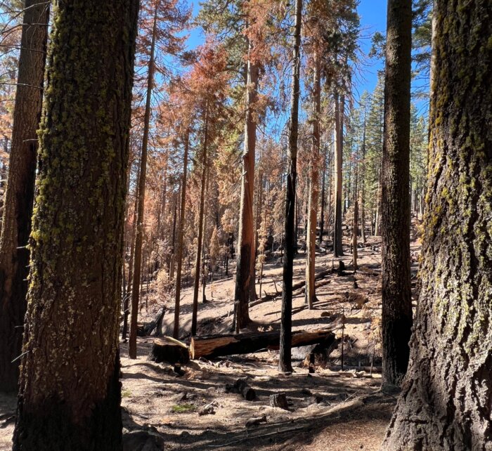 trees damaged from the Washburn Fire at Mariposa Grove