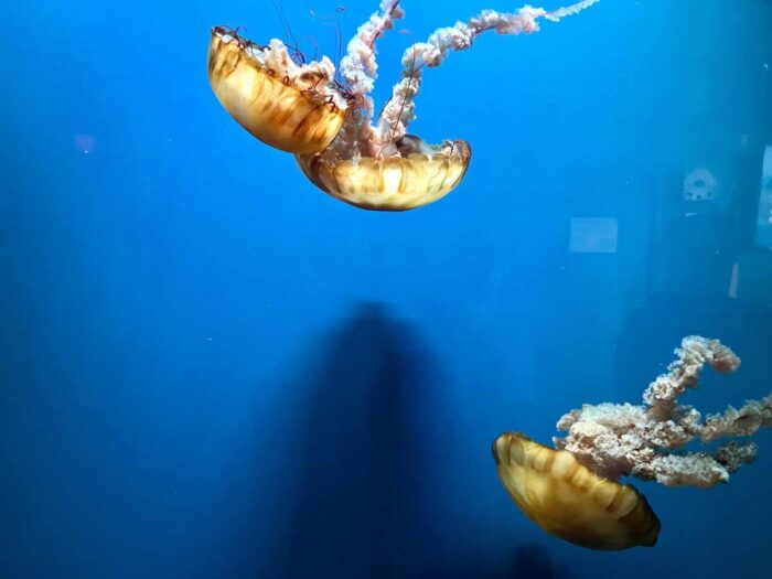 jellyfish at Shreveport Aquarium