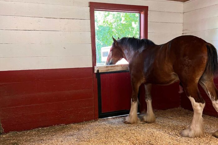Budweiser Clydesdale horse at Grants Farm