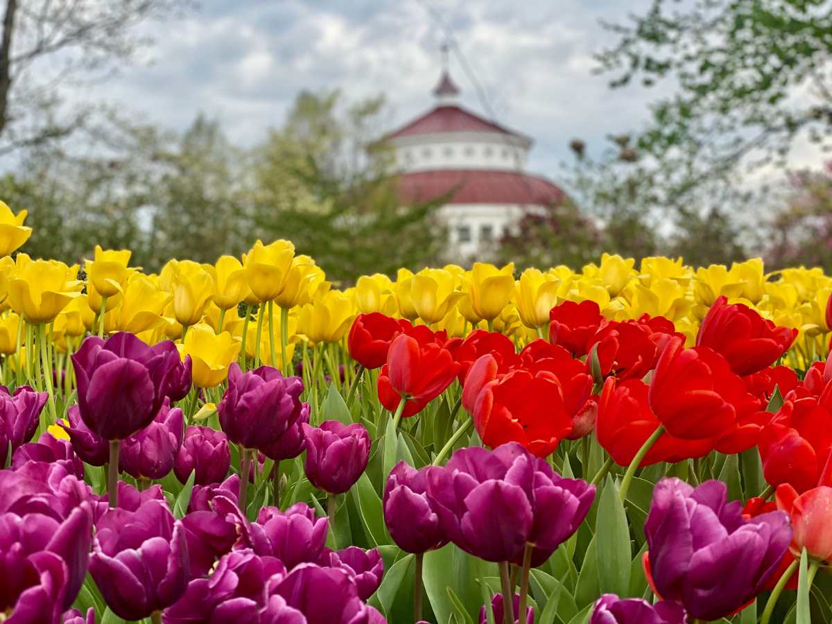 The Best Places to See Spring Flowers in Cincinnati