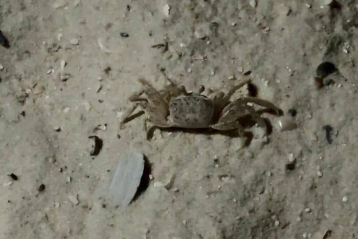 ghost crab on the beach at night in Gulf Shores
