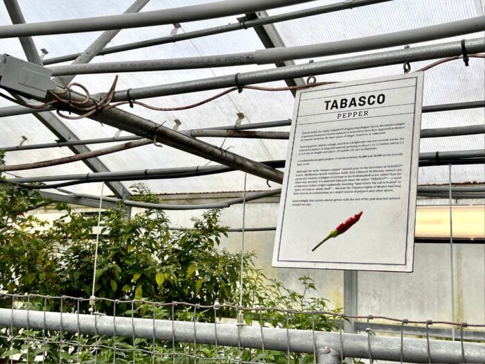 peppers in Tabasco Greenhouse