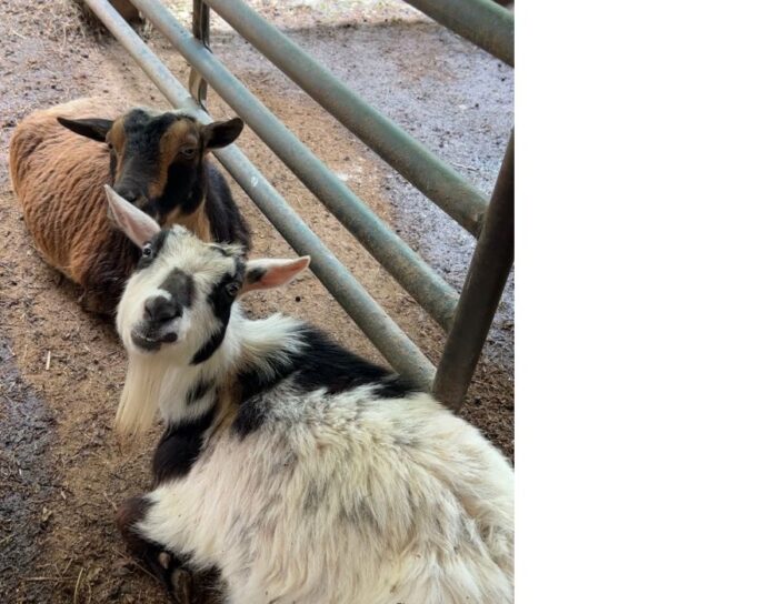 goats at Heritage Farm
