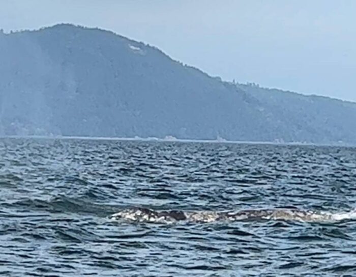 gray whale sighting on Western Prince Whale Watching Adventures tour San Juan Island