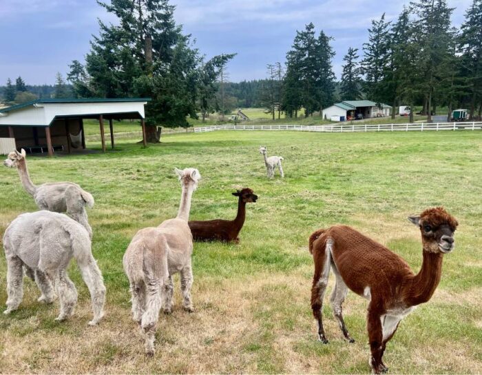 Alpacas at The Farm at Krystal Acres