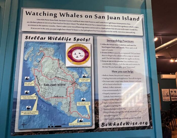 Whale Watching on San Juan Island