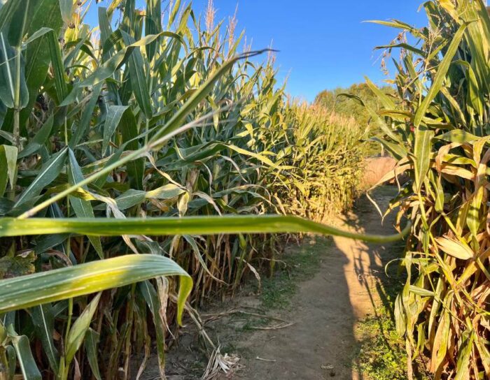 Corn maze at Country Pumpkins