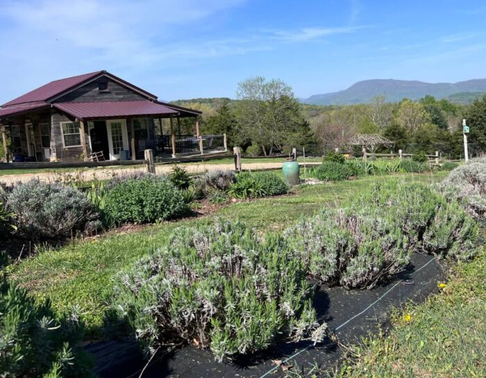 Lavender Fields at Tantivy Farm in VA