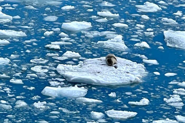 sea lion on an iceberg