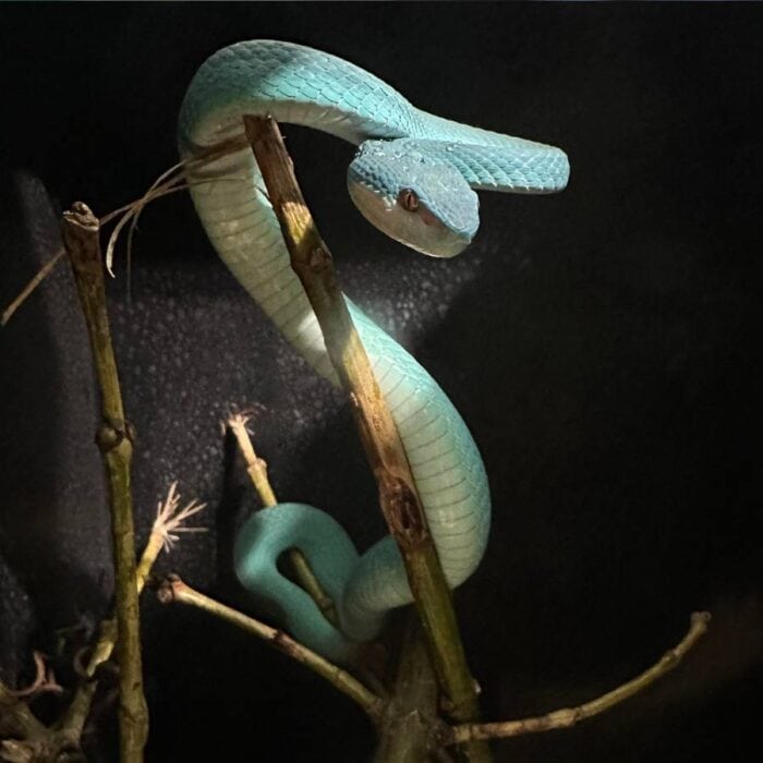 Lesser Sunda islands pit viper snake at Kentucky Reptile Zoo 