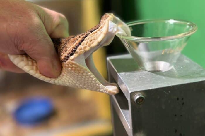 Venom extraction from Bushmaster snake at Kentucky Reptile Zoo 