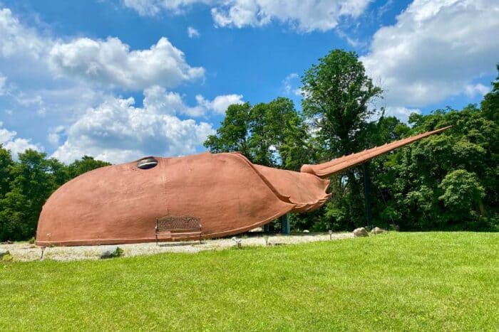 World's Largest Horseshoe Crab