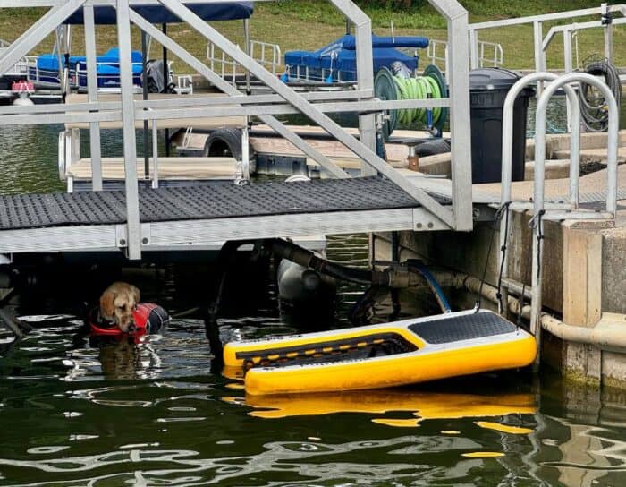 dog at Rocky Fork Boat Rental    