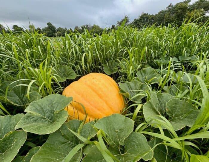 giant pumpkin Dark Harvest Productions Farm in Hillsboro OH