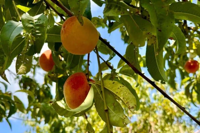 peaches at Karnes Orchard