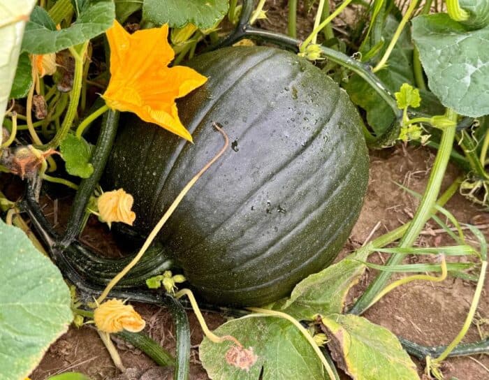  pumpkin at Dark Harvest Productions Farm in Hillsboro OH