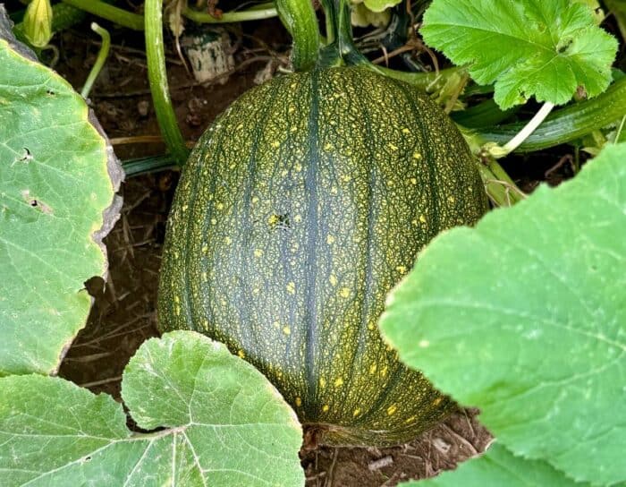  pumpkin at Dark Harvest Productions Farm in Hillsboro OH