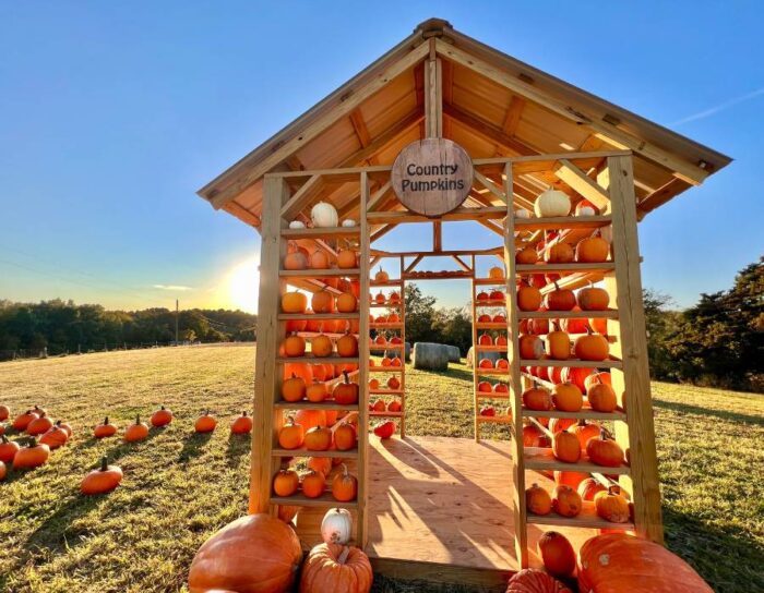 pumpkin house at Country Pumpkins