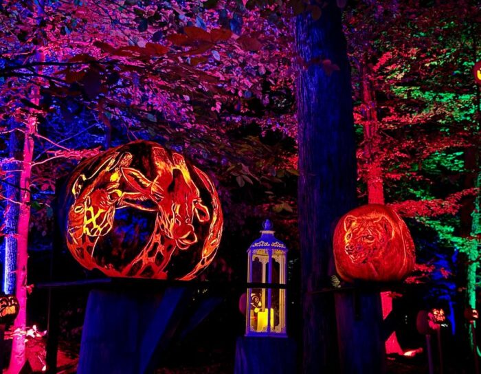 pumpkins at Louisville Jack O’ Lantern Spectacular