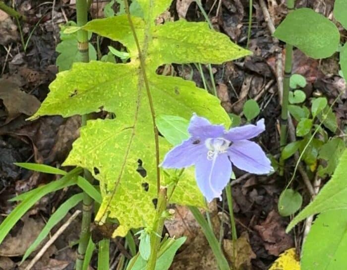 wildflower at Miller Nature Sanctuary State Nature Preserve