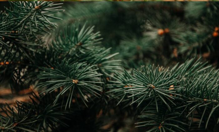 pine Christmas Tree