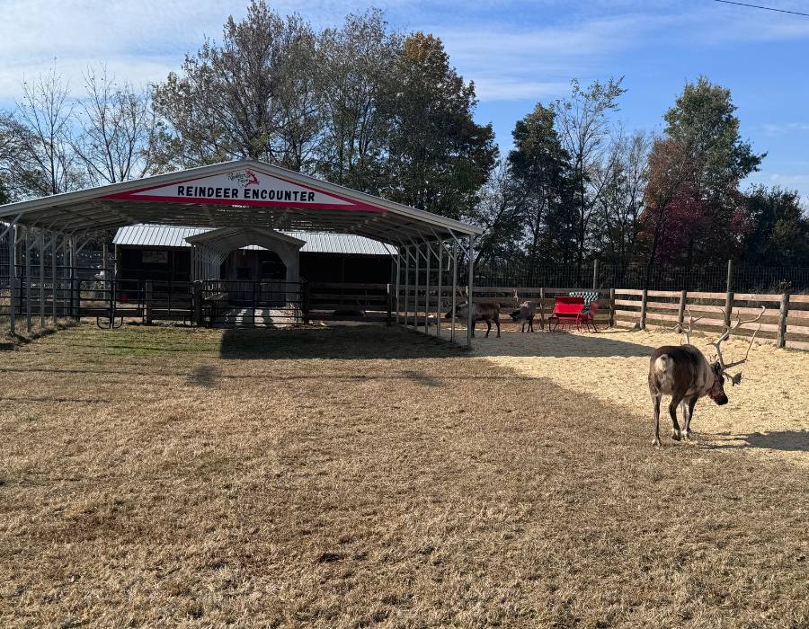 Reindeer Encounters at The Reindeer Farm in Bowling Green,KY
