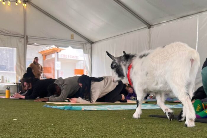  Goat Yoga class fifty west brewing