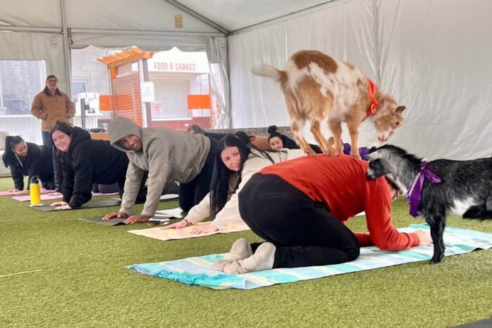 Goat Yoga class fifty west brewing
