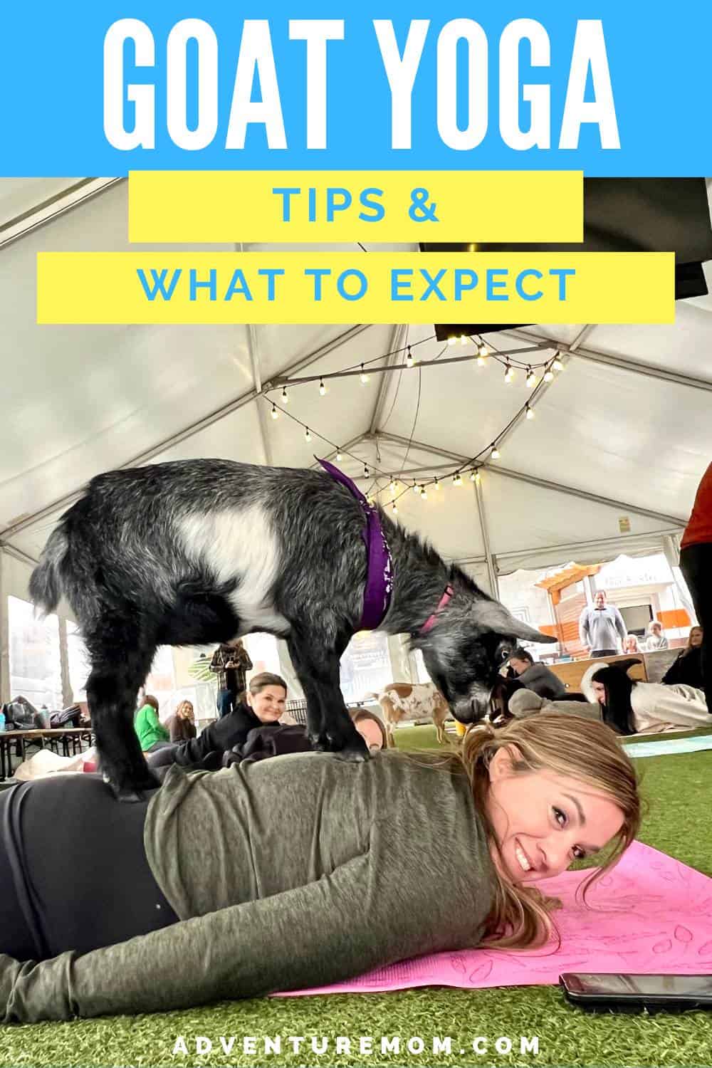 What Is Goat Yoga What To Expect And Tips Before You Try It what-is-goat-yoga-what-to-expect-and-tips-before-you-try-it