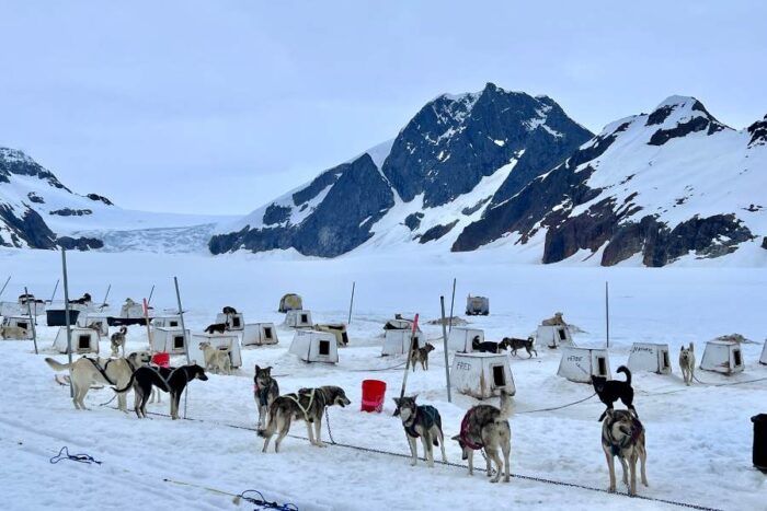 alaskan huskies Herbert Glacier Juneau Alaska 