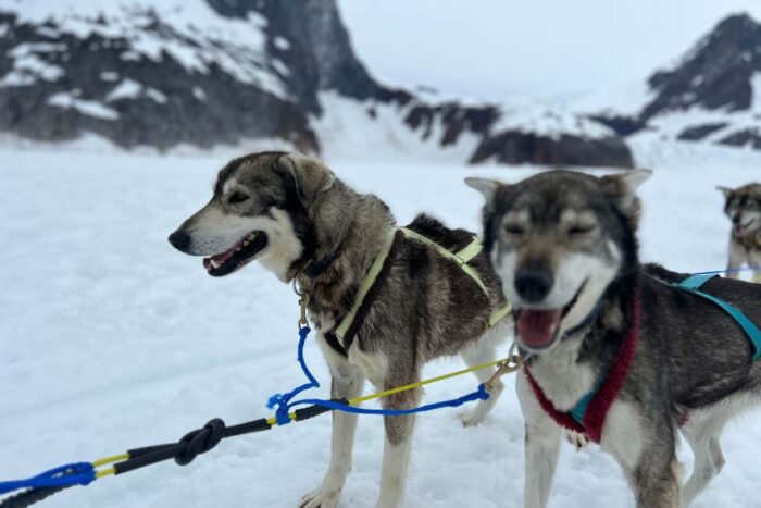 dog sledding Herbert Glacier Juneau Alaska 