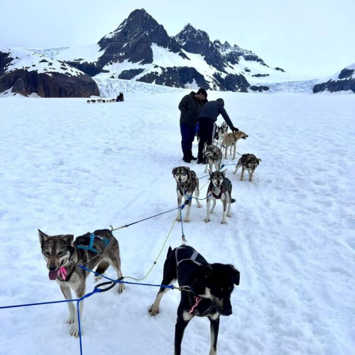 dog sledding on Herbert Glacier in Alaska