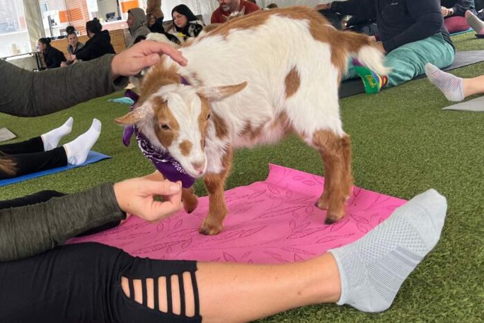 goat at Goat Yoga class 