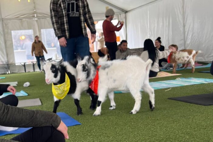 goats at Goat Yoga class fifty west brewing