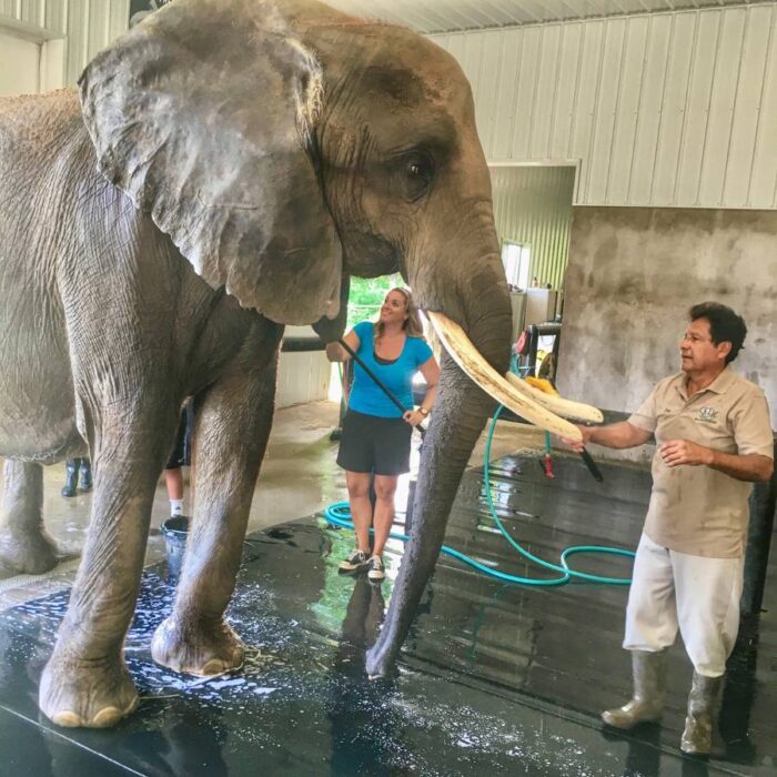 woman helping give an elephant a bath at Wilstem