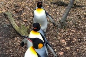 5 Reasons to Visit the Cincinnati Zoo in the Winter