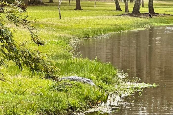 alligator on Avery Island