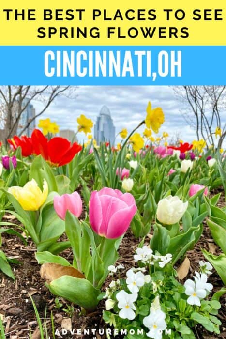 The Best Places to see spring flowers Cincinnati OH